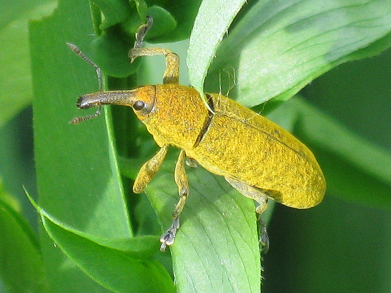 Curculionidae: Lixus (Dilixellus) pulverulentus e  Lixus (Epimeces) scolopax